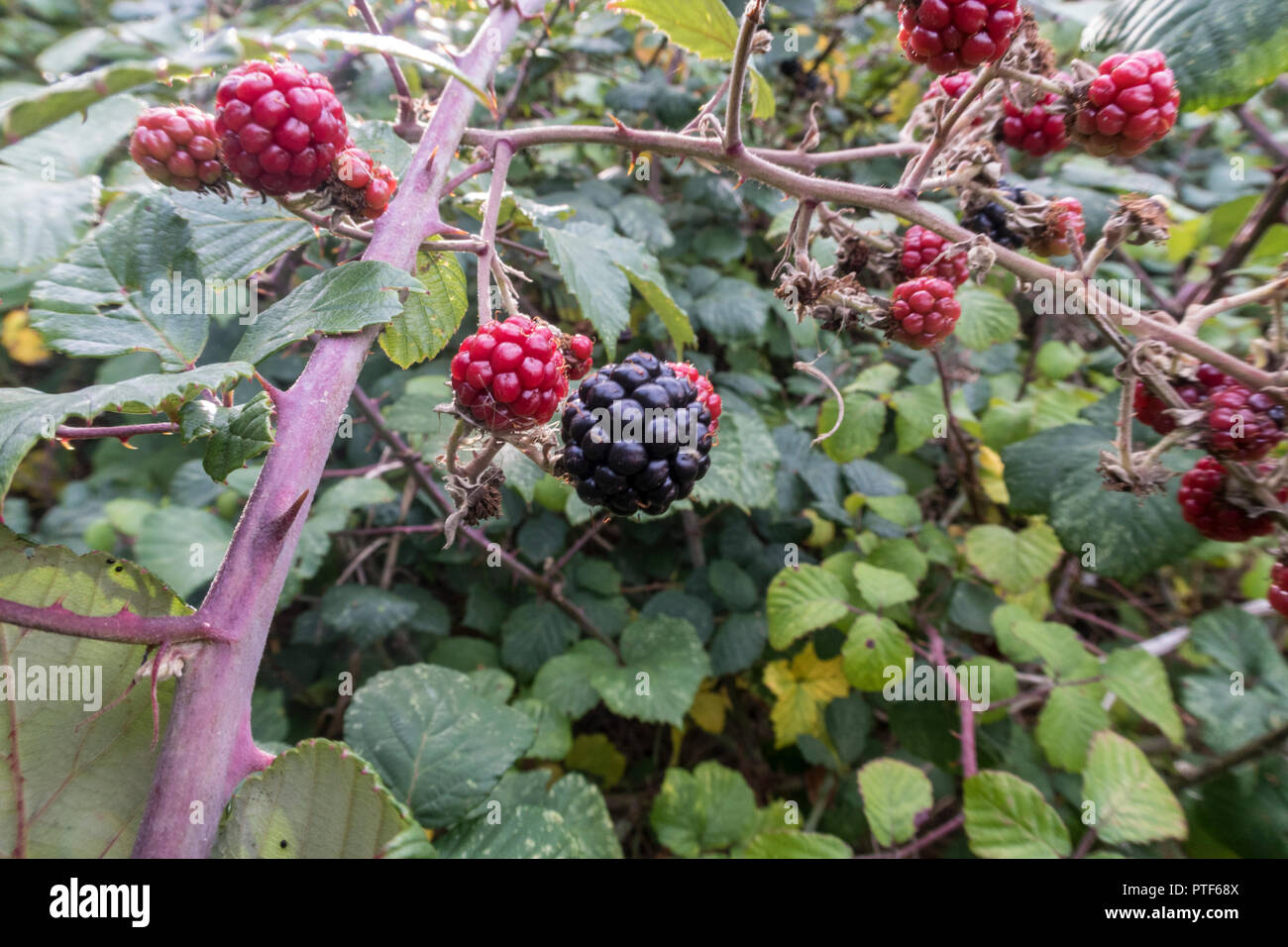 Blackberries ripening in a hedge An edible fruit  in the genus Rubus in the family Rosaceae, Idaeobatus. Stock Photo