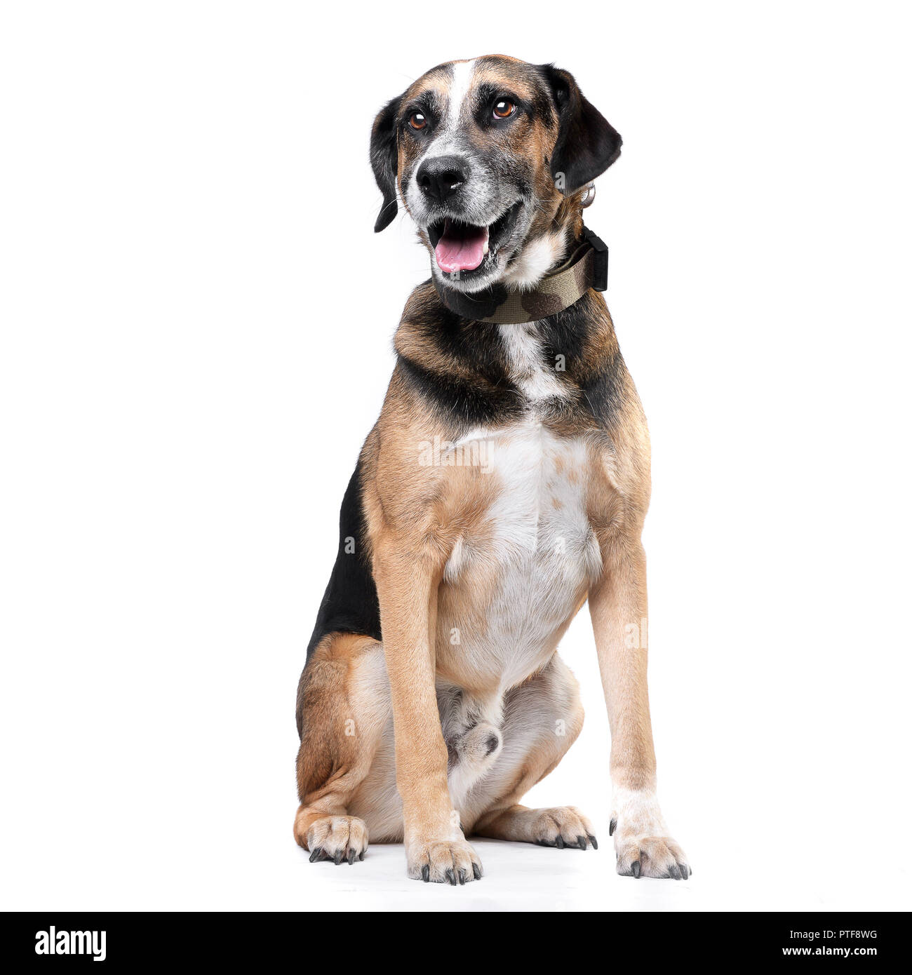 Studio shot of an adorable mixed breed dog sitting on white background ...