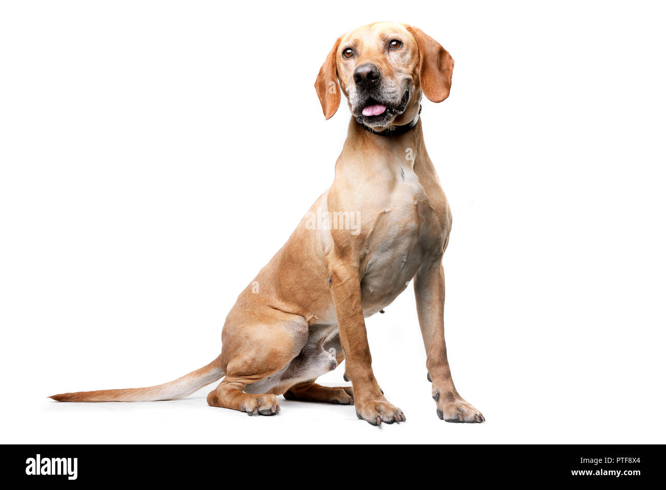 Studio shot of an adorable mixed breed dog sitting on white background ...