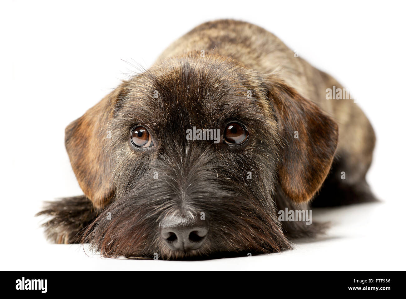 Studio shot of an adorable mixed breed dog lying on white background ...