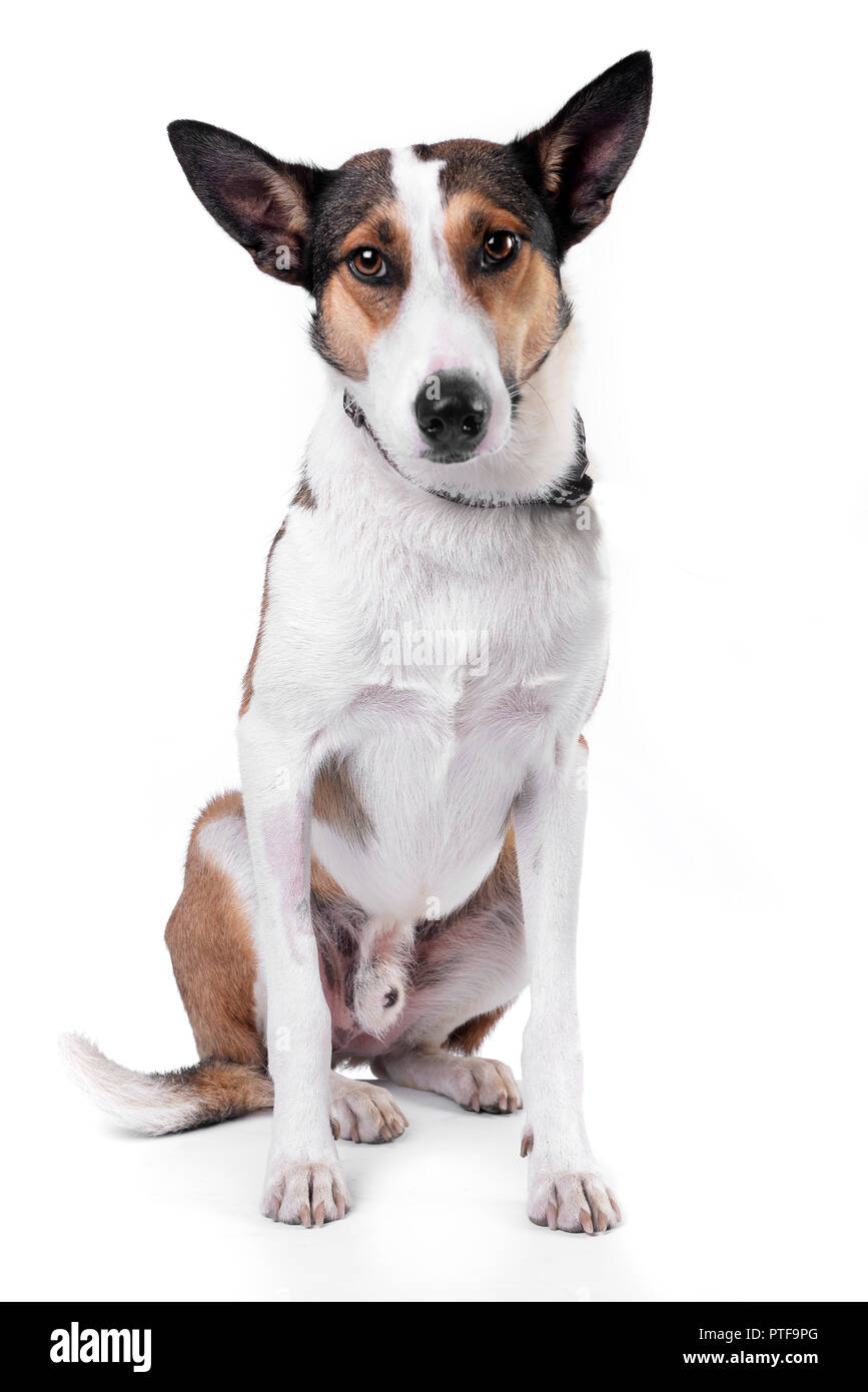 Studio shot of an adorable mixed breed dog sitting on white background ...
