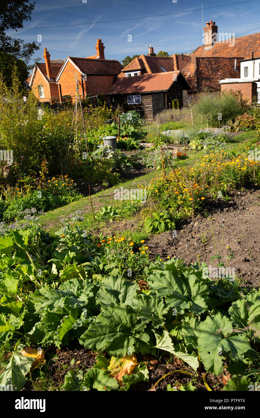 England, Berkshire, Goring on Thames, vegetables growing in garden behind High Street shops Stock Photo