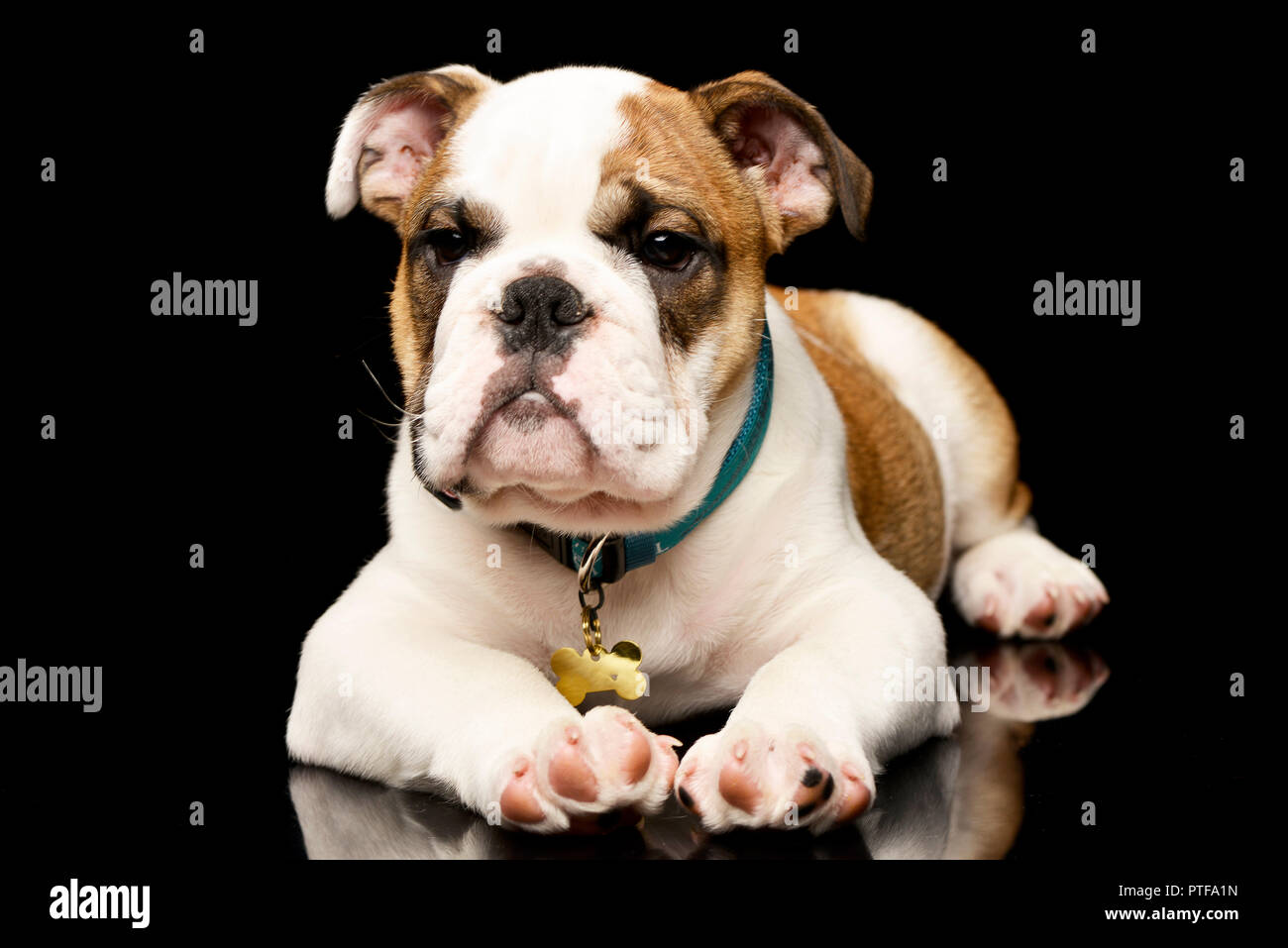 black and white medal front high resolution stock photography and images alamy