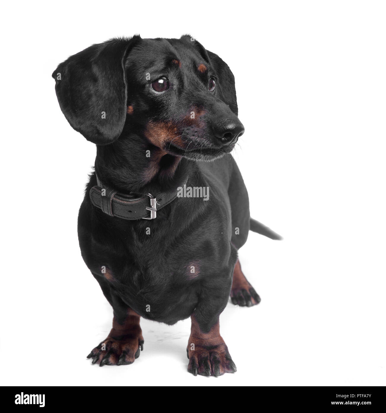 Long haired dachshund dog standing on hi-res stock photography and