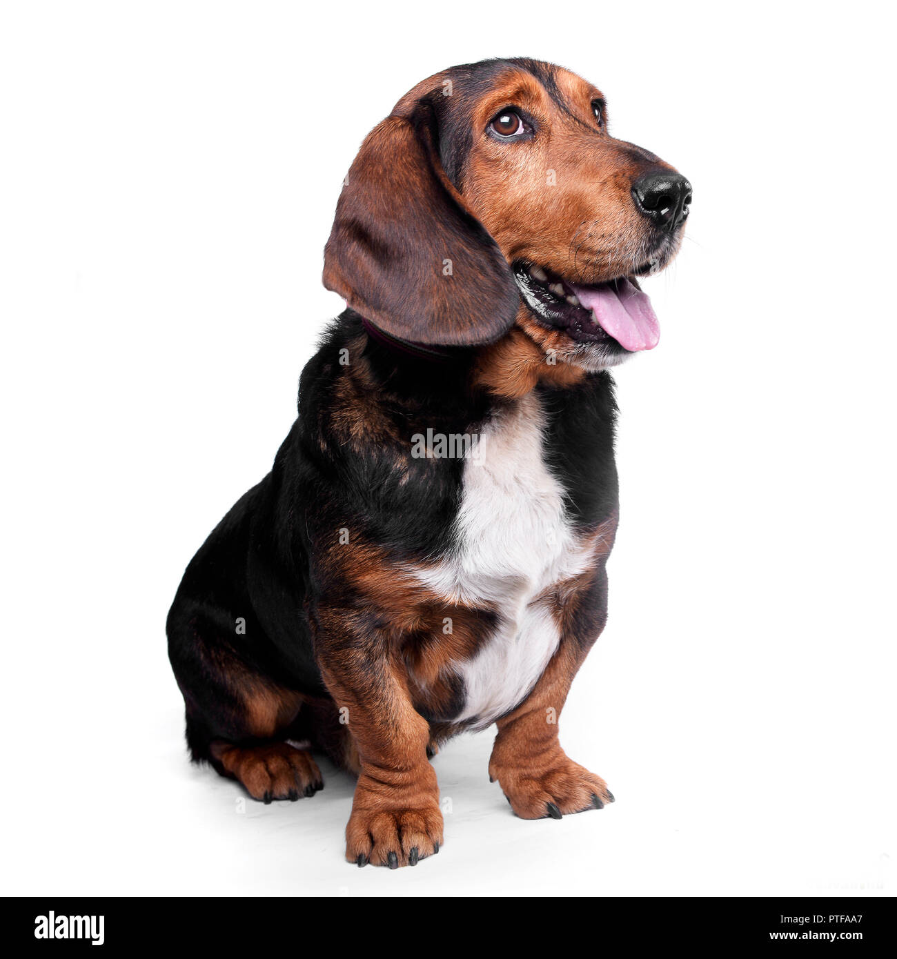 Studio shot of an adorable mixed breed dog (Basset hound, Dachshund)  sitting on white background Stock Photo - Alamy