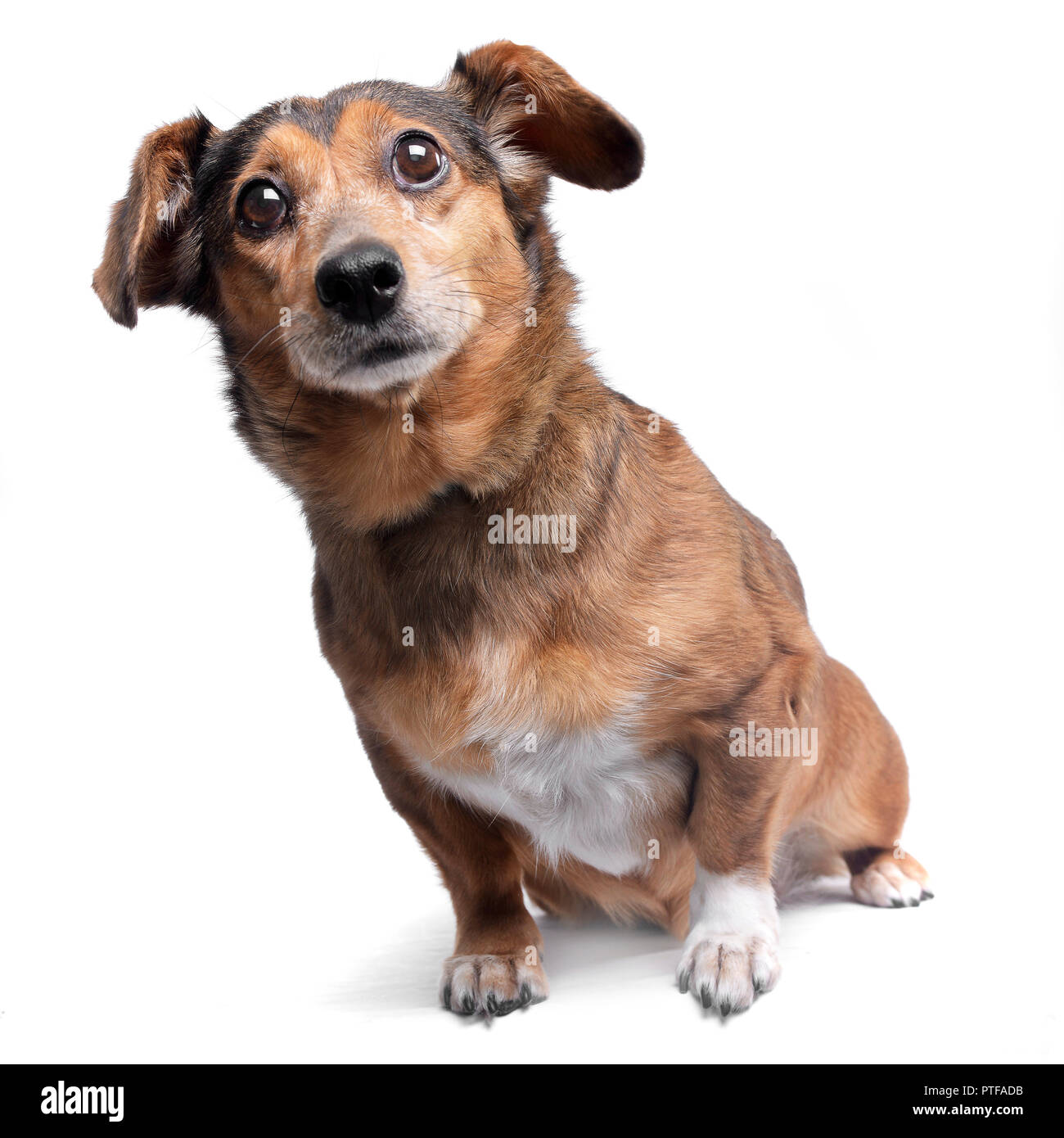 Studio shot of an adorable mixed breed dog sitting on white background ...