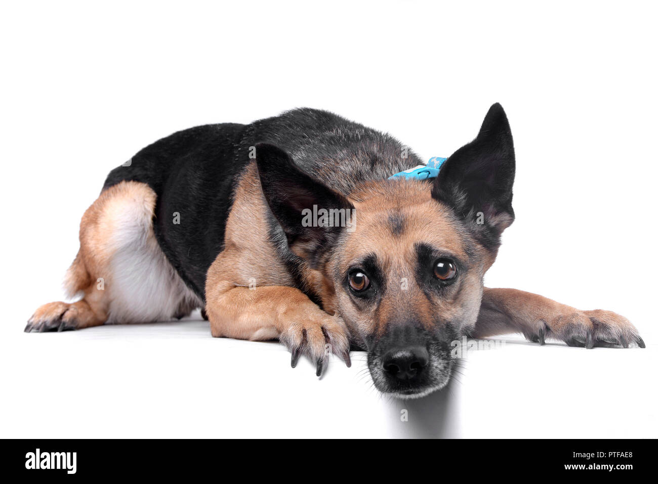 Studio shot of an adorable mixed breed dog lying on white background ...