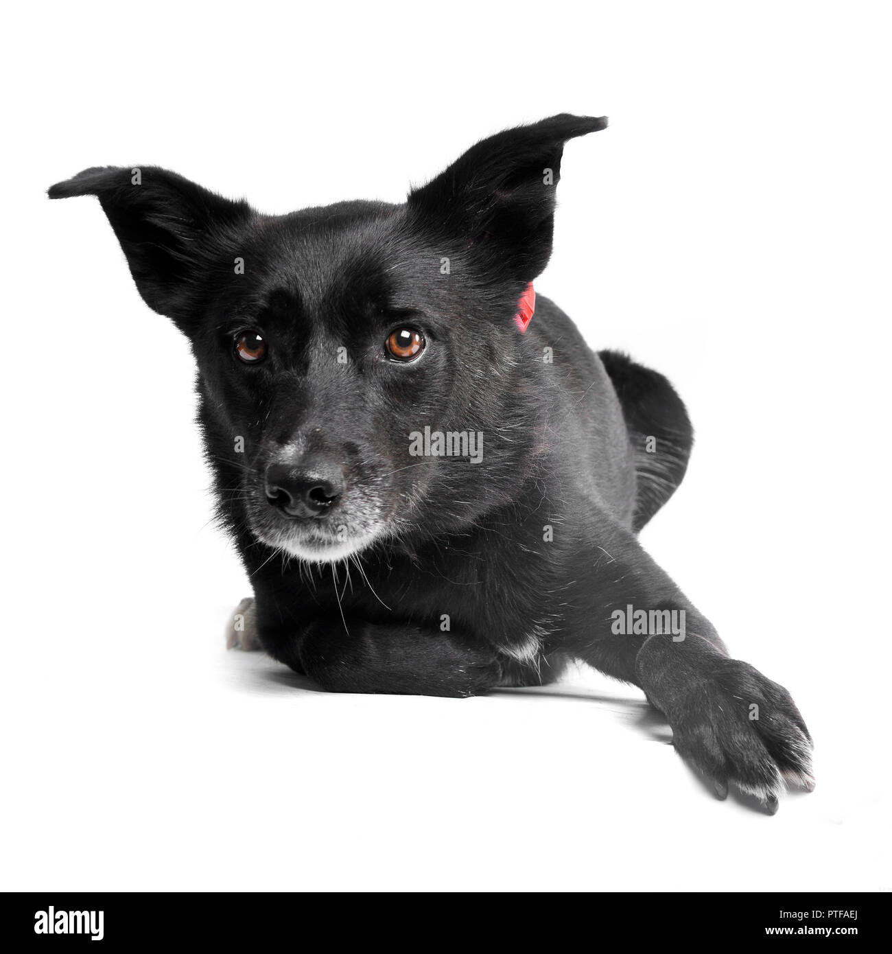 Studio shot of an adorable mixed breed dog lying on white background ...