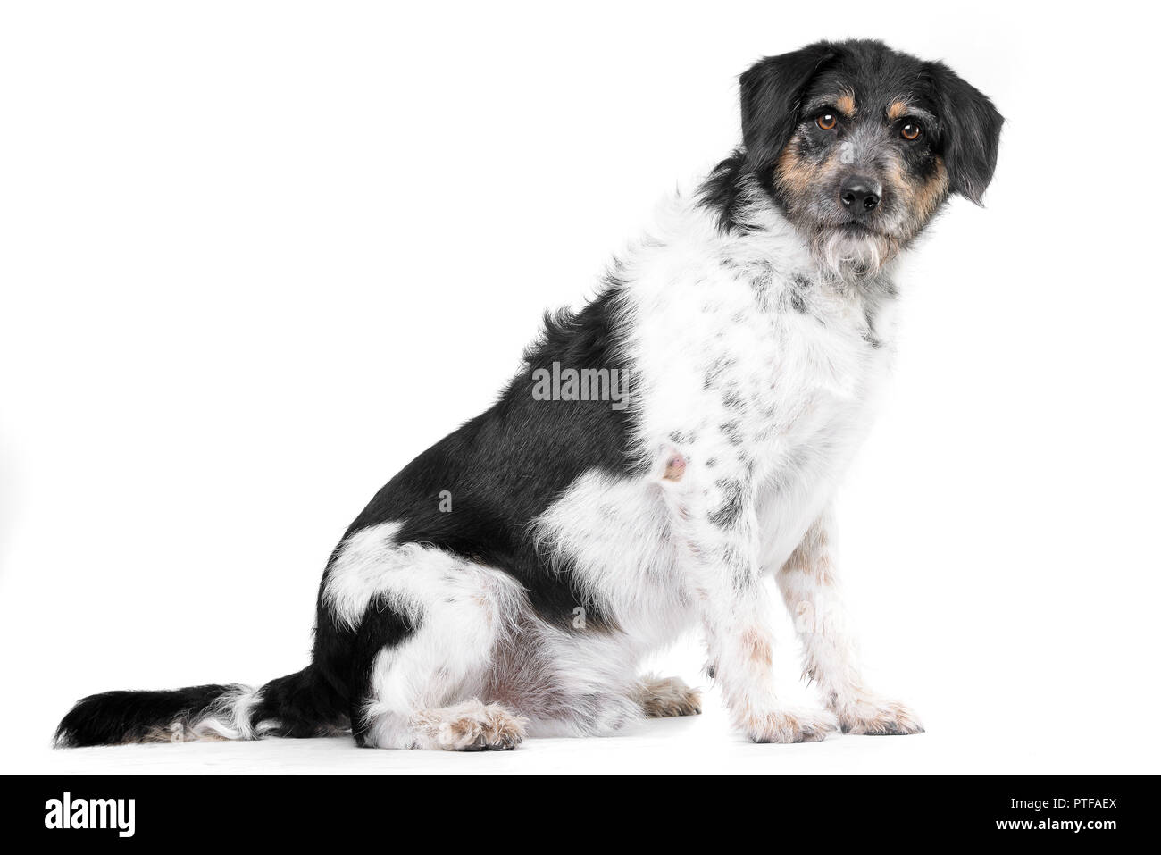 Studio shot of an adorable mixed breed dog sitting on white background ...