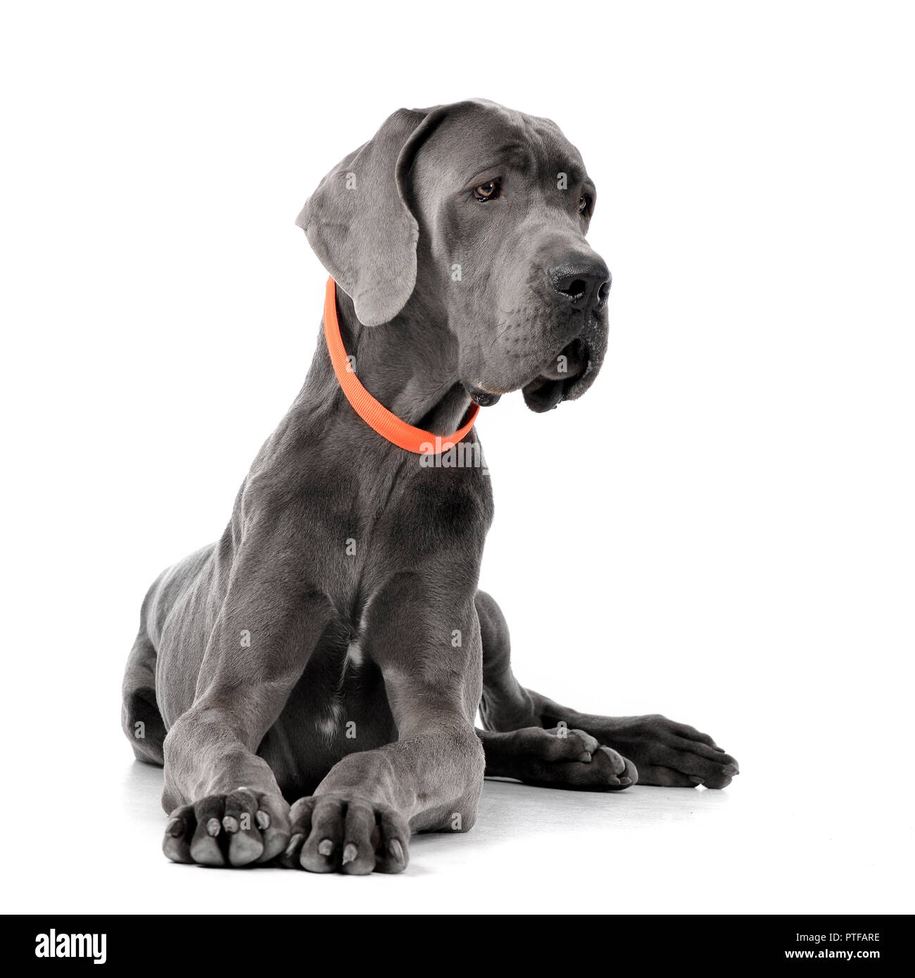 Studio shot of an adorable Great Dane lying on white background Stock ...