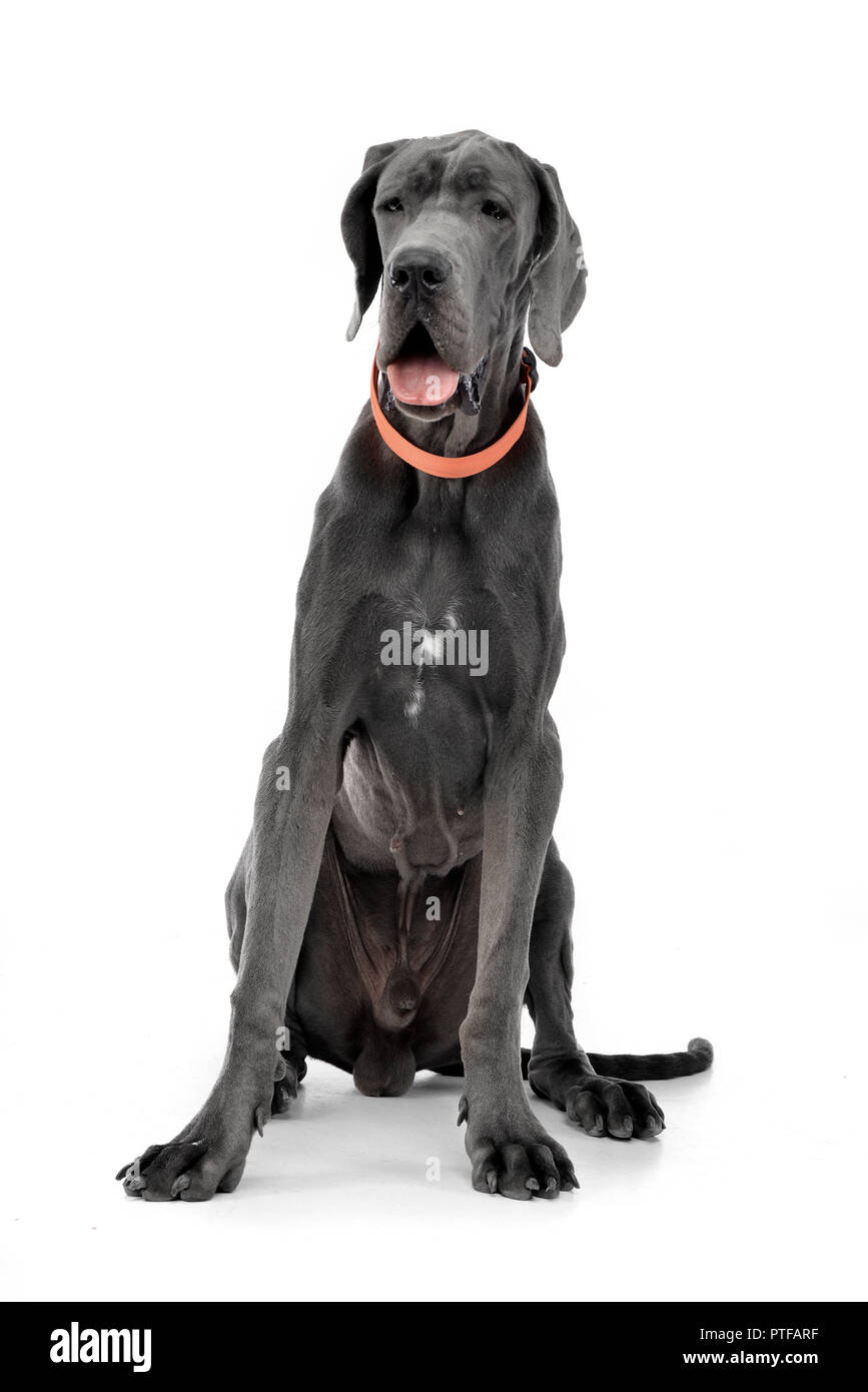 Studio shot of an adorable Great Dane sitting on white background. Stock Photo
