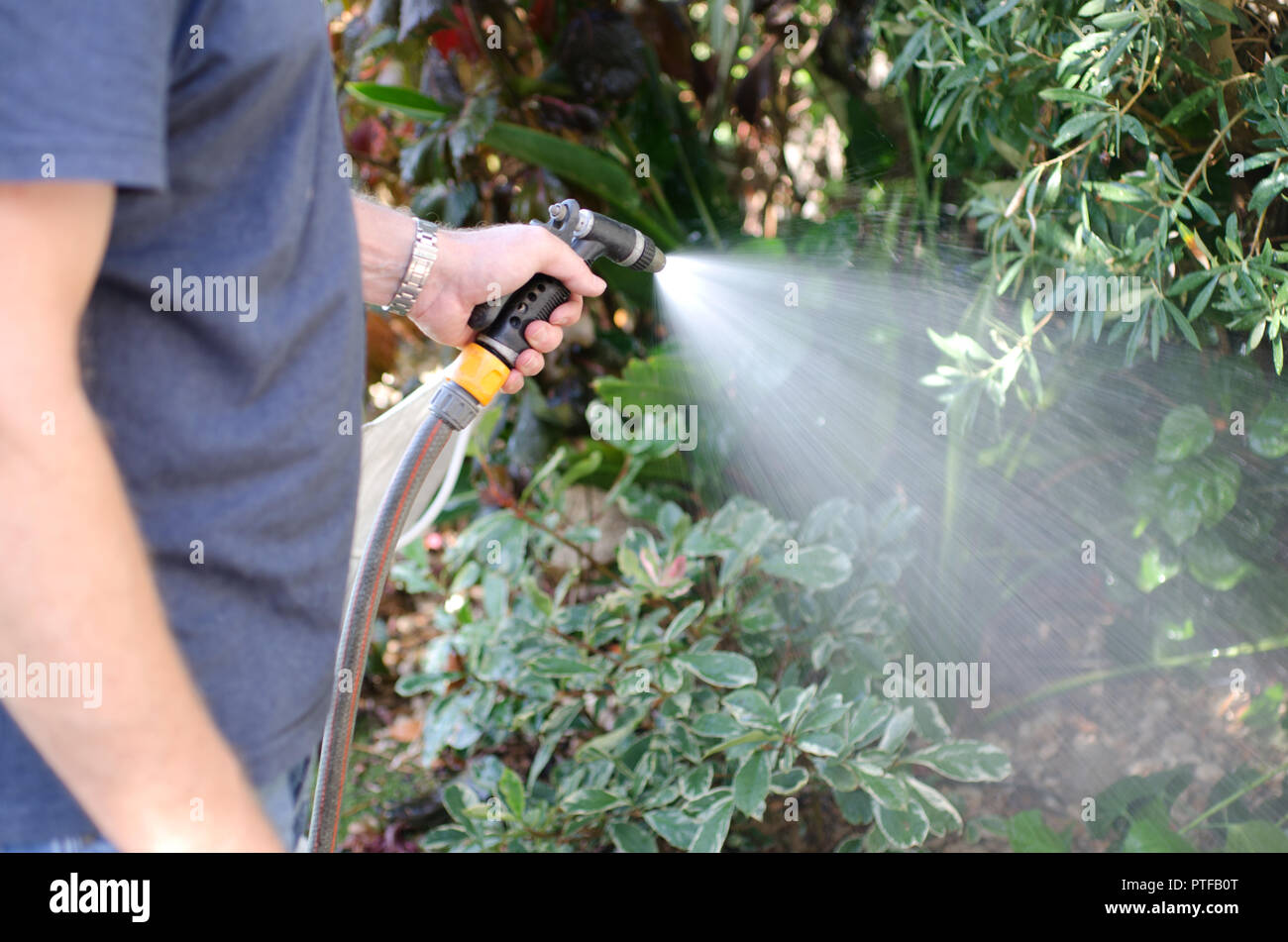 Watering the garden with a hosepipe Stock Photo