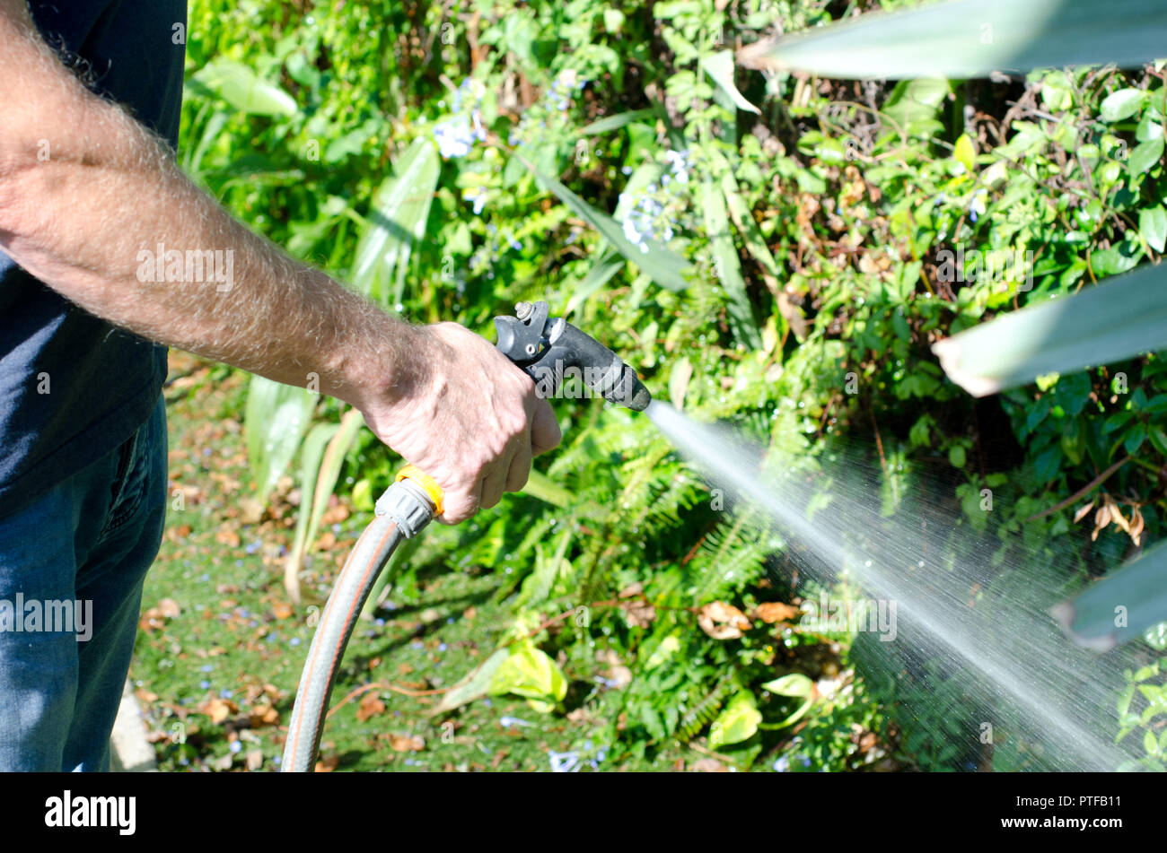 Watering the garden with a hosepipe Stock Photo