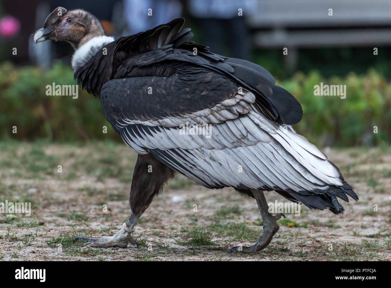 Andencondor (Vultur gryphus)  auf einer Wiese Stock Photo