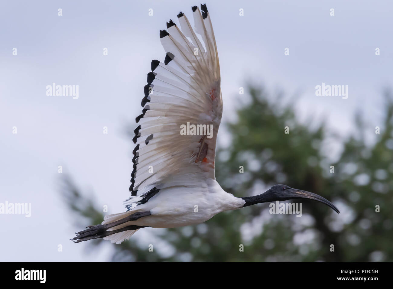Molukkenibis (Threskiornis molucca) im Flug Stock Photo