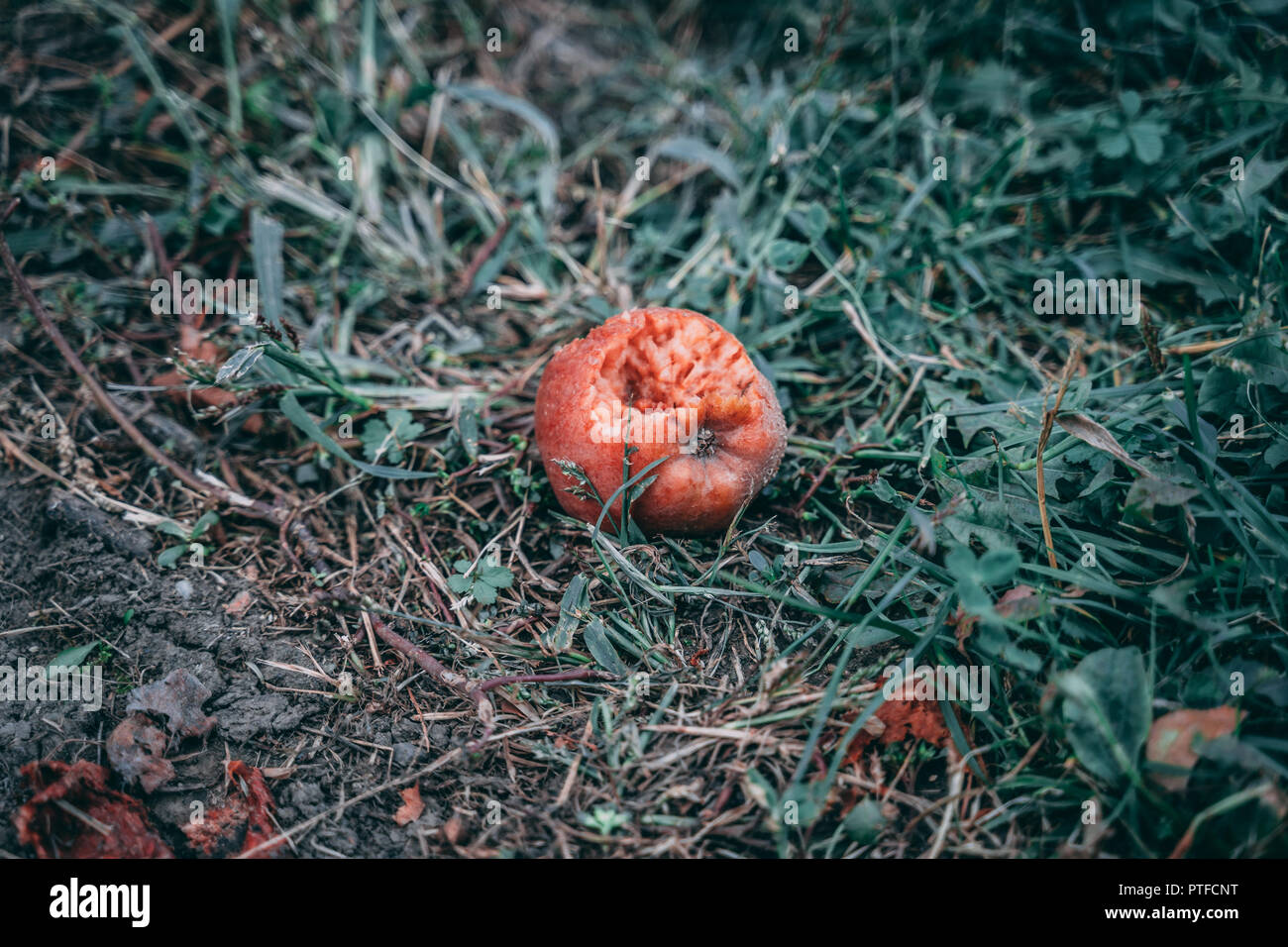 Moldy fruit (Apple) Stock Photo