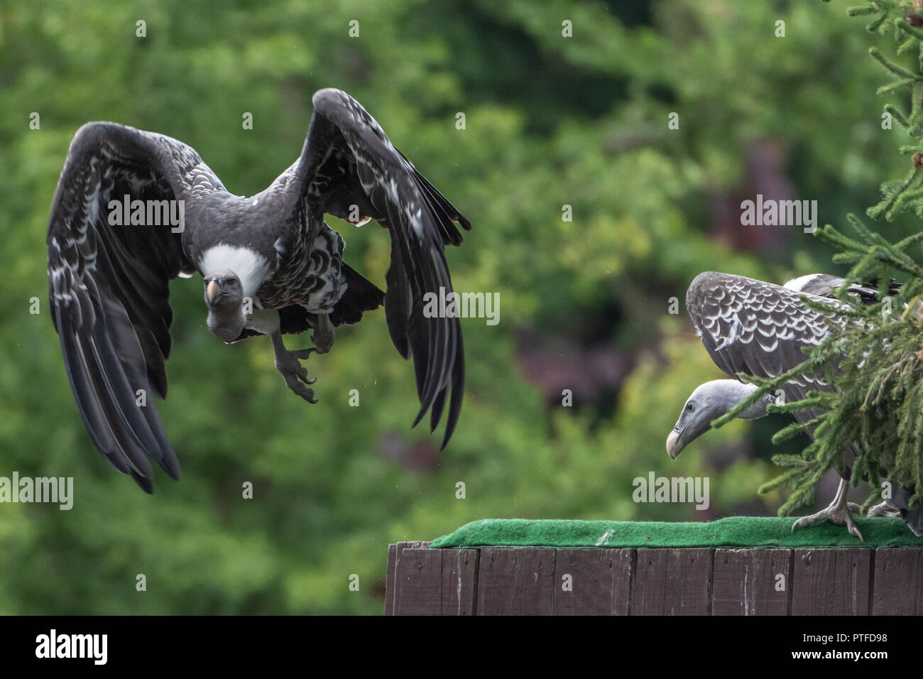 Andencondor (Vultur gryphus) im Flug Stock Photo