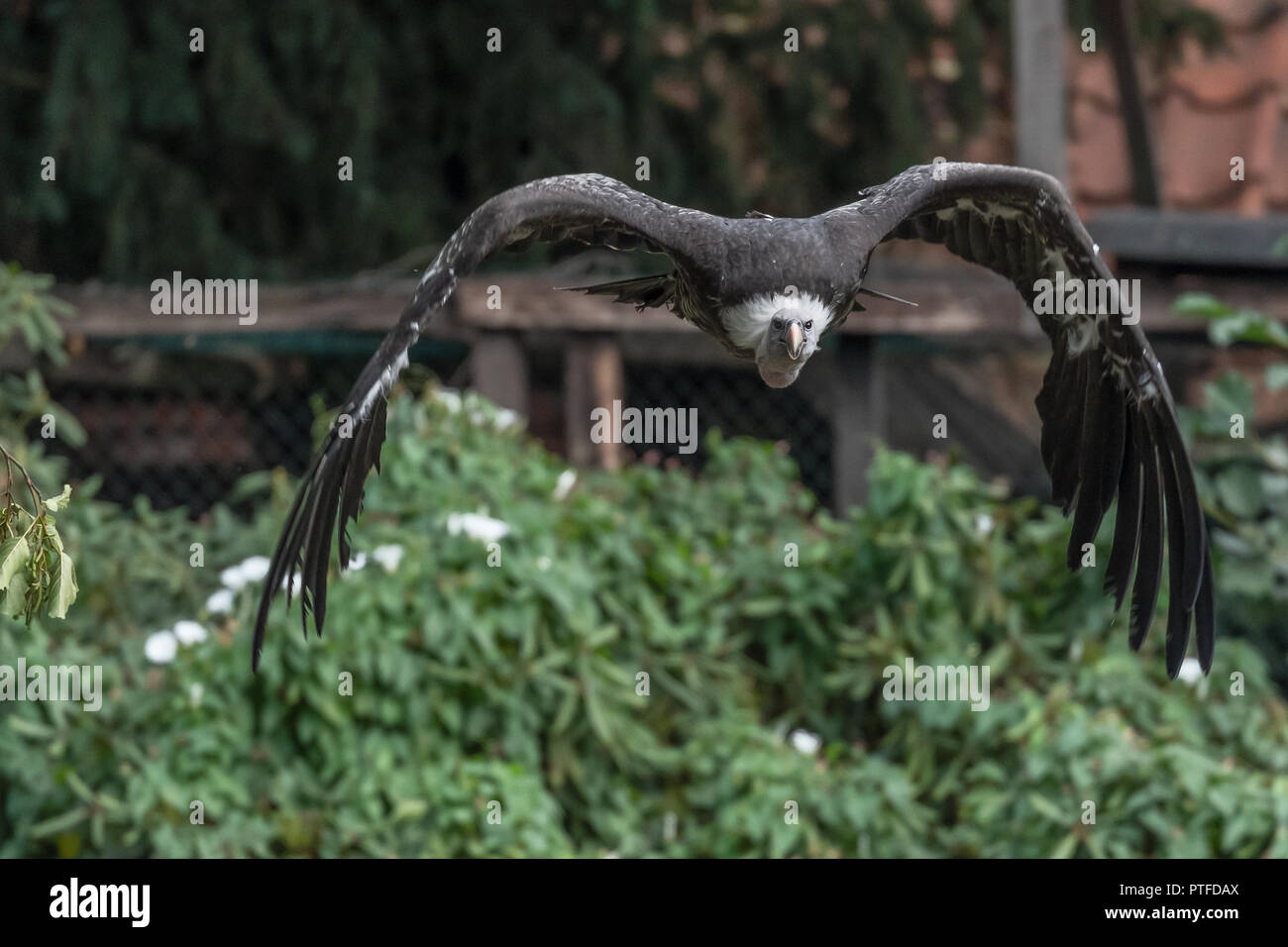 Andencondor (Vultur gryphus) im Flug Stock Photo