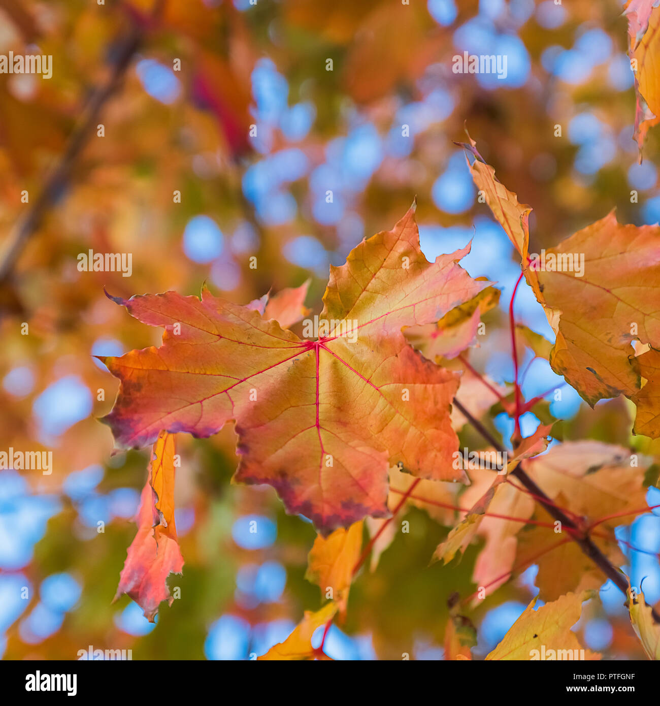 An image of beautiful maple autumn leaves on a tree, against blue sky ...