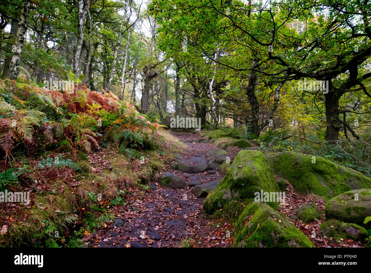Padley Gorge in the Peak District National Park. Pathway leading through the autumn colour in the trees and bracken. Stock Photo