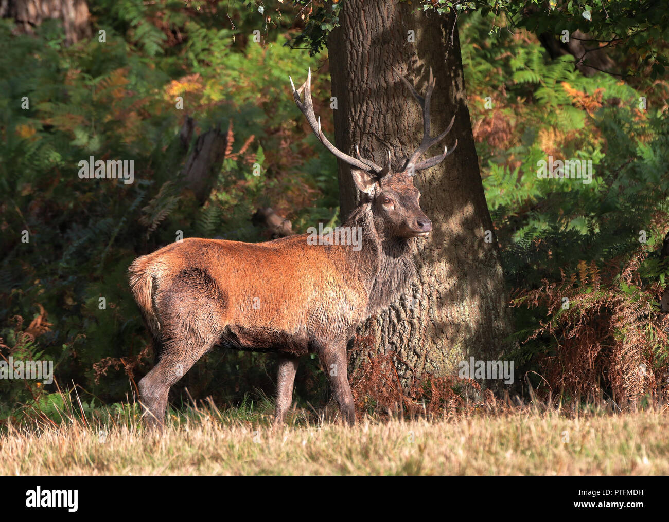 Red deer windsor great park hi-res stock photography and images - Alamy