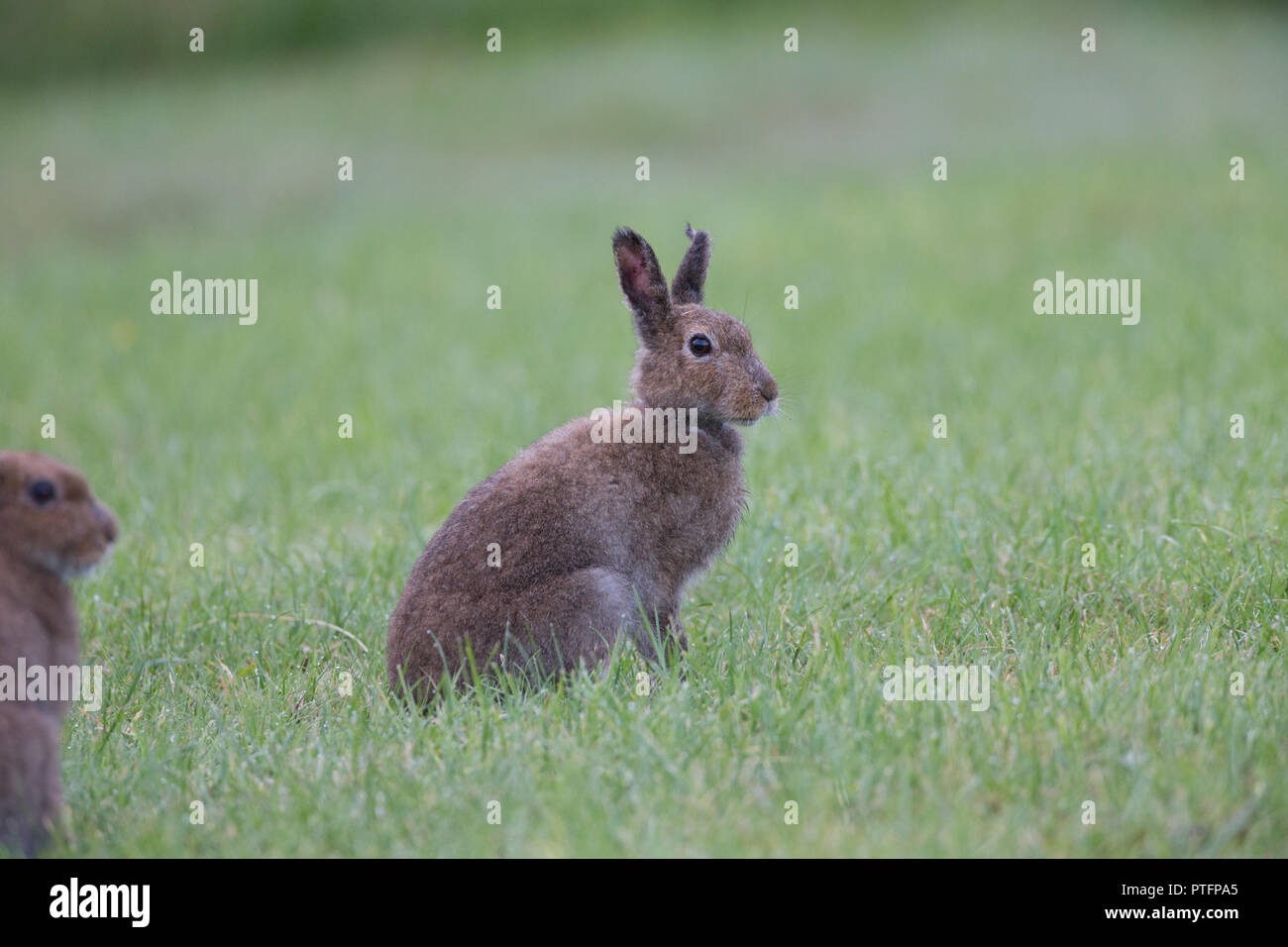 Irish mountain hare (Lepus timidus hibernicus) grazing in a meadow at dawn on the Isle Of Mull, UK. Stock Photo