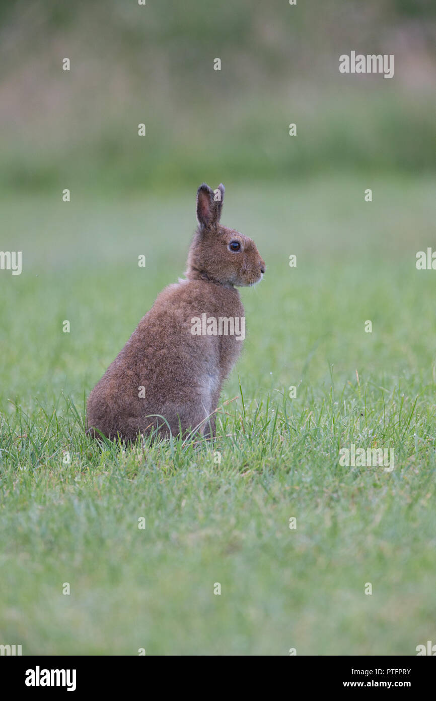 Irish mountain hare (Lepus timidus hibernicus) grazing in a meadow at dawn on the Isle Of Mull, UK. Stock Photo