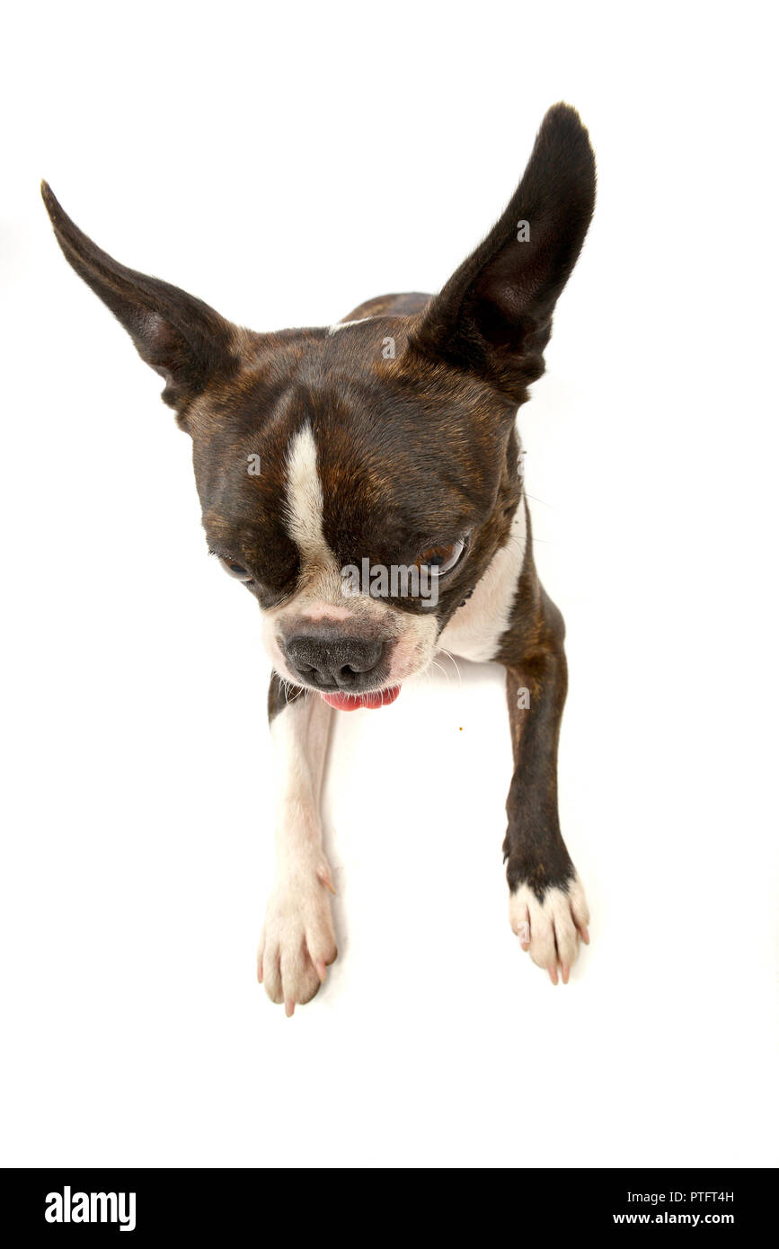 Wide angle shot of an adorable Boston Terrier standing on white ...