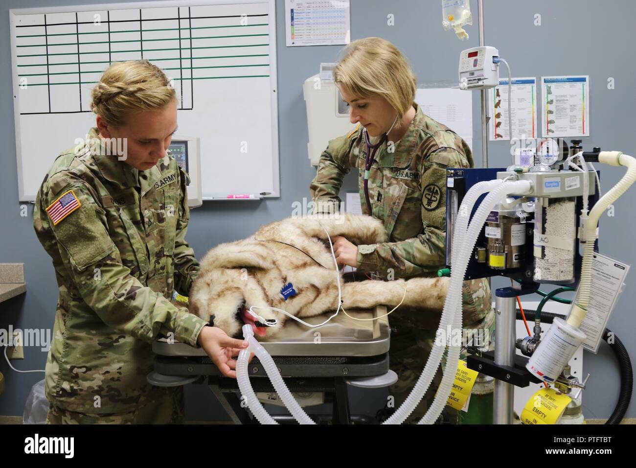 Captain Sarah Gregory, the officer in charge of the Fort Campbell Veterinary Center, and Pfc. Josephine Owens, an animal care specialist, assigned to the Fort Campbell Veterinary Services, perform lifesaving measures for heat stroke on their training dog, Jerry. Fort Campbell Veterinary Center and Fort Campbell work together to warn the community on summer weather's damaging effects to animals in an effort to reduce pet deaths. Stock Photo