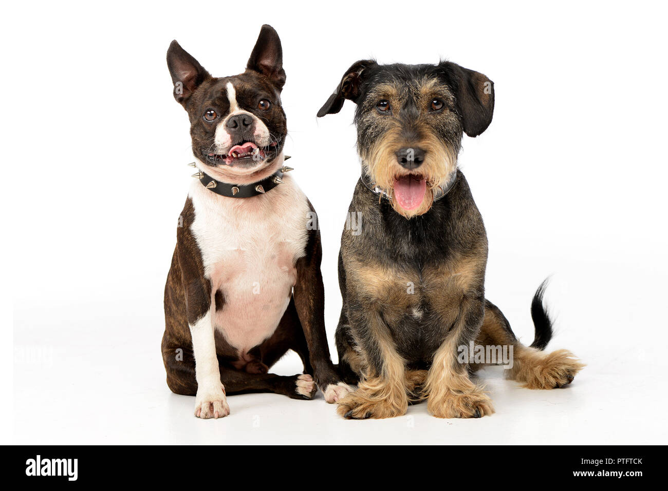 Boston hotsell terrier dachshund