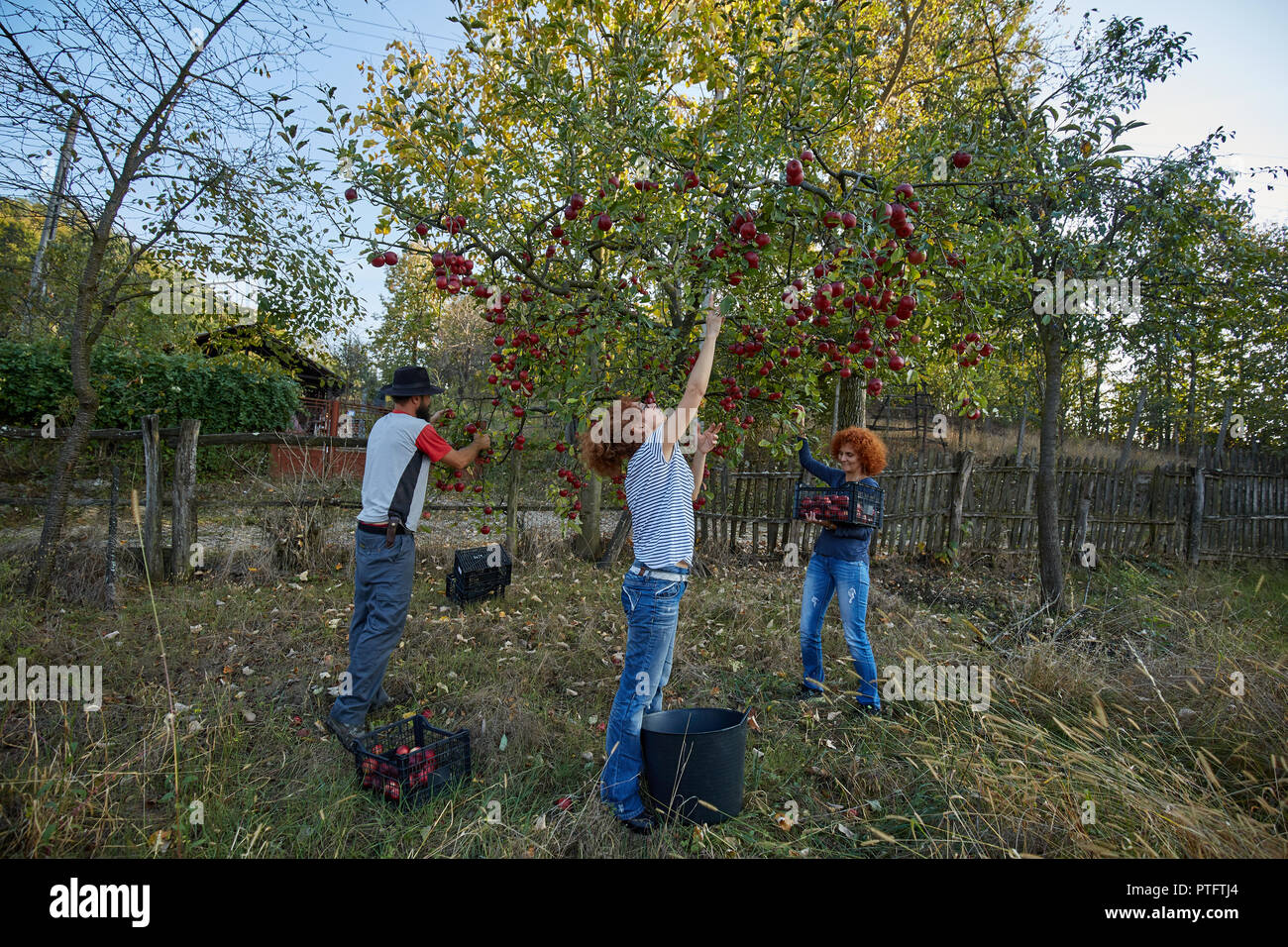 Farmers picking apples in the orchard at harvest time Stock Photo