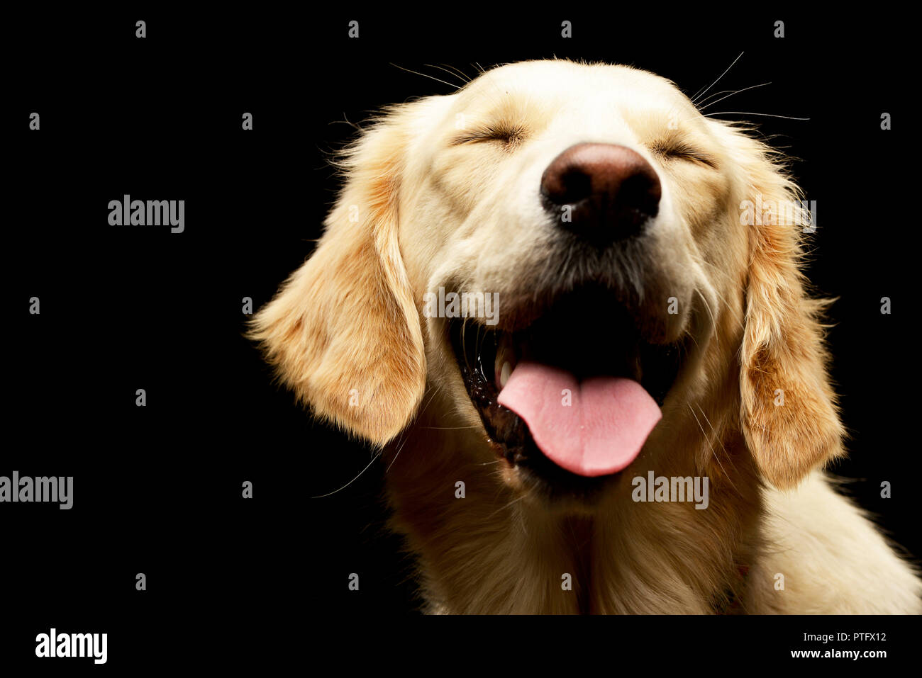 Golden Retriever Puppy