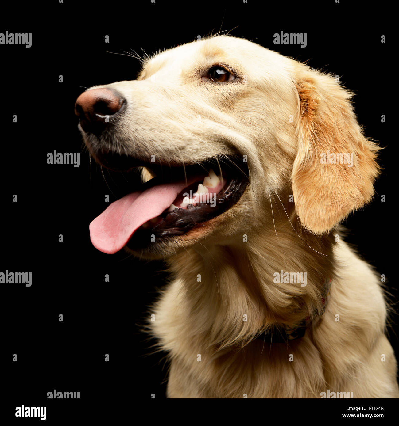 Portrait of an adorable Golden retriever puppy - studio shot, isolated ...