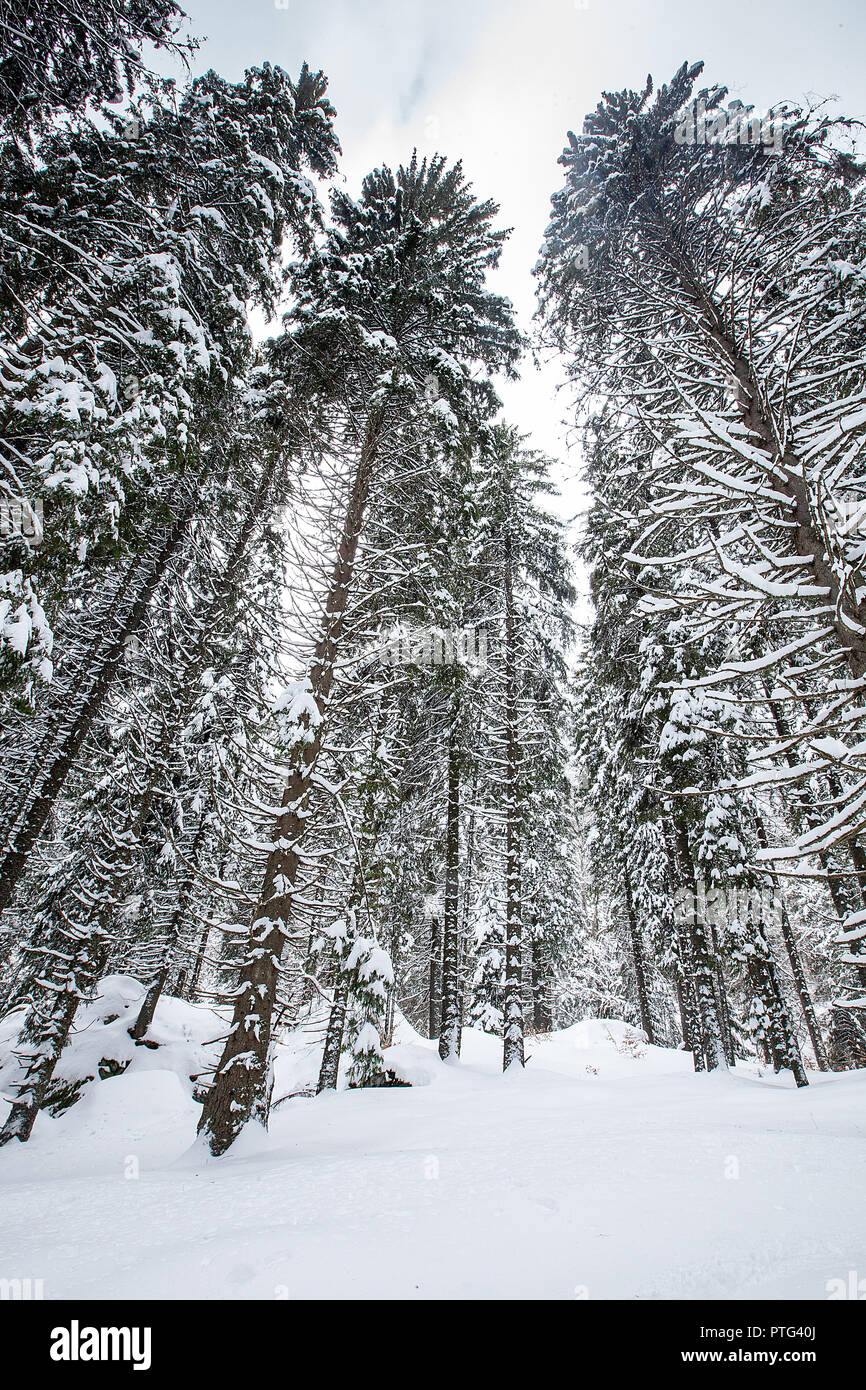 Snow falling in beautiful pine forest. Fantastic winter landscape Stock Photo