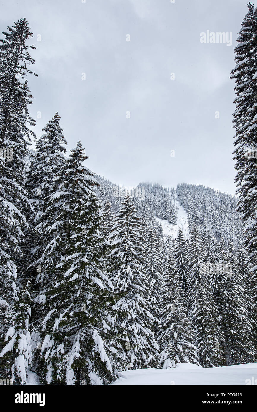 Snow falling in beautiful pine forest. Fantastic winter landscape Stock Photo
