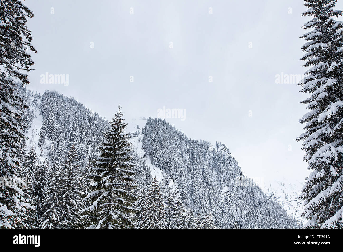 Snow falling in beautiful pine forest. Fantastic winter landscape Stock Photo