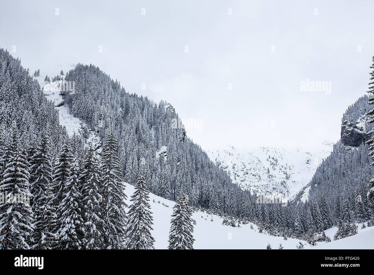 Snow falling in beautiful pine forest. Fantastic winter landscape Stock Photo