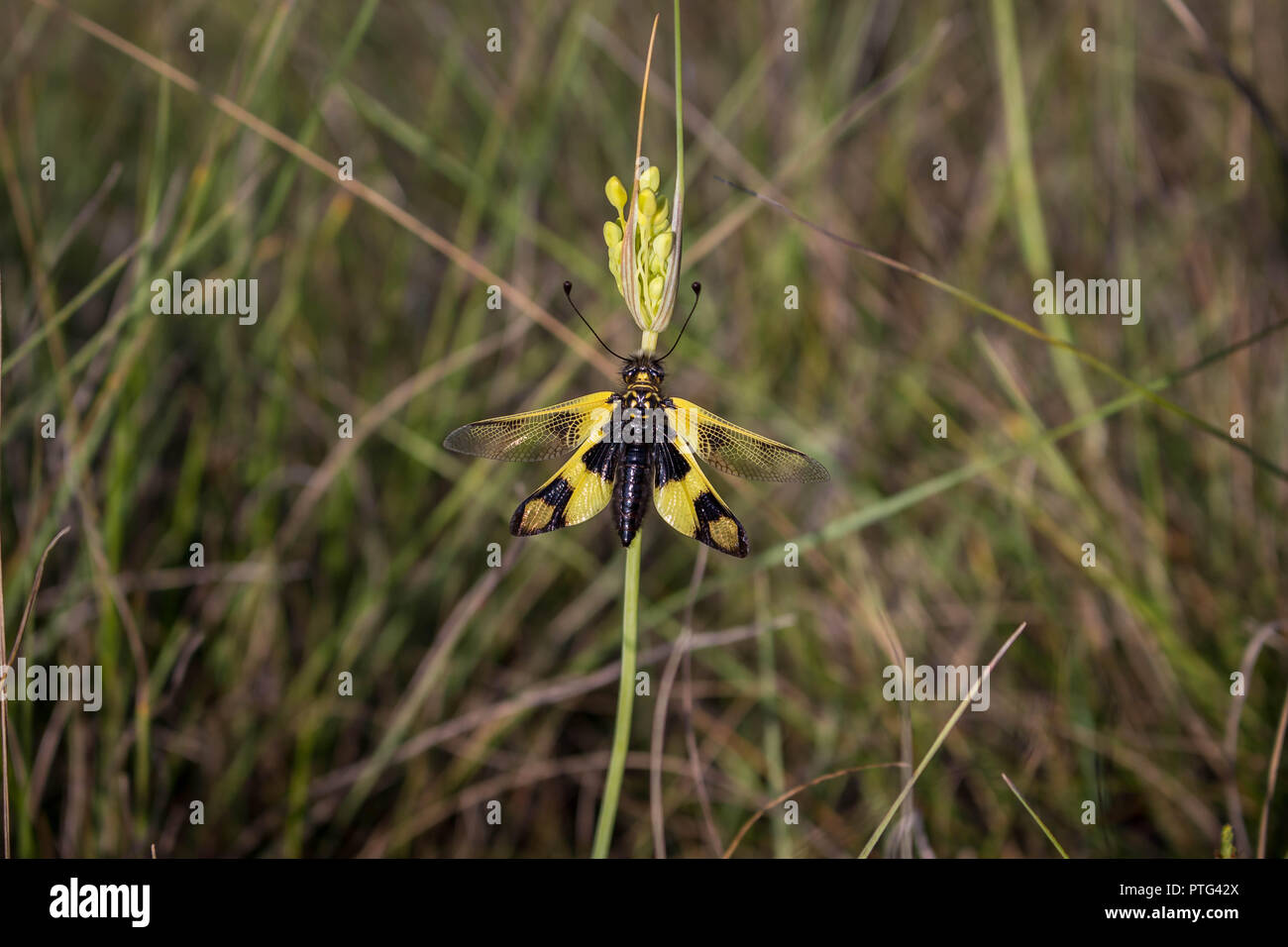 Single yellow black insect - Libelloides macaronius standing on the Allium flavum Stock Photo