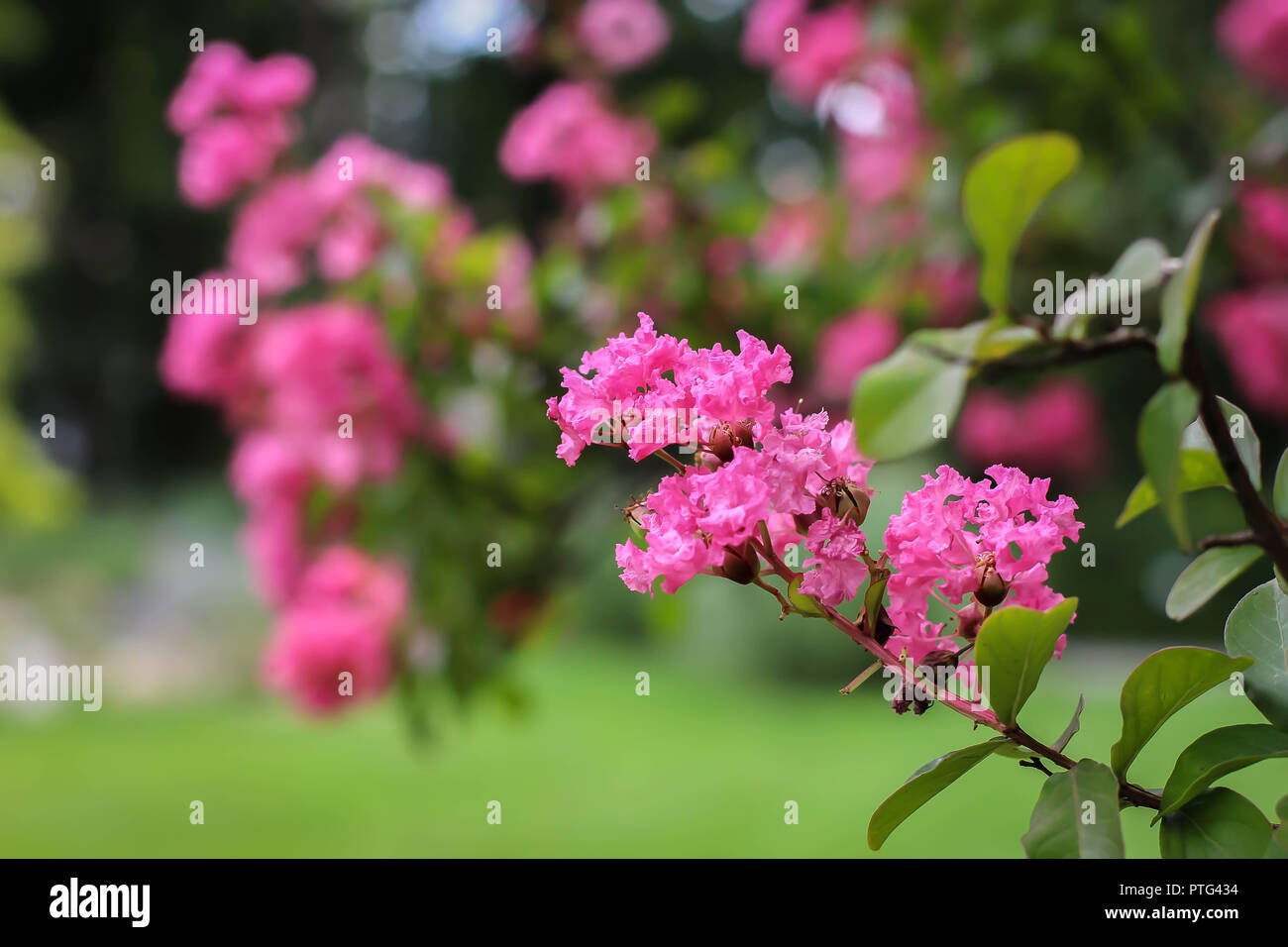 Pink flowers of Lagerstroemia indica / crape myrtle Stock Photo