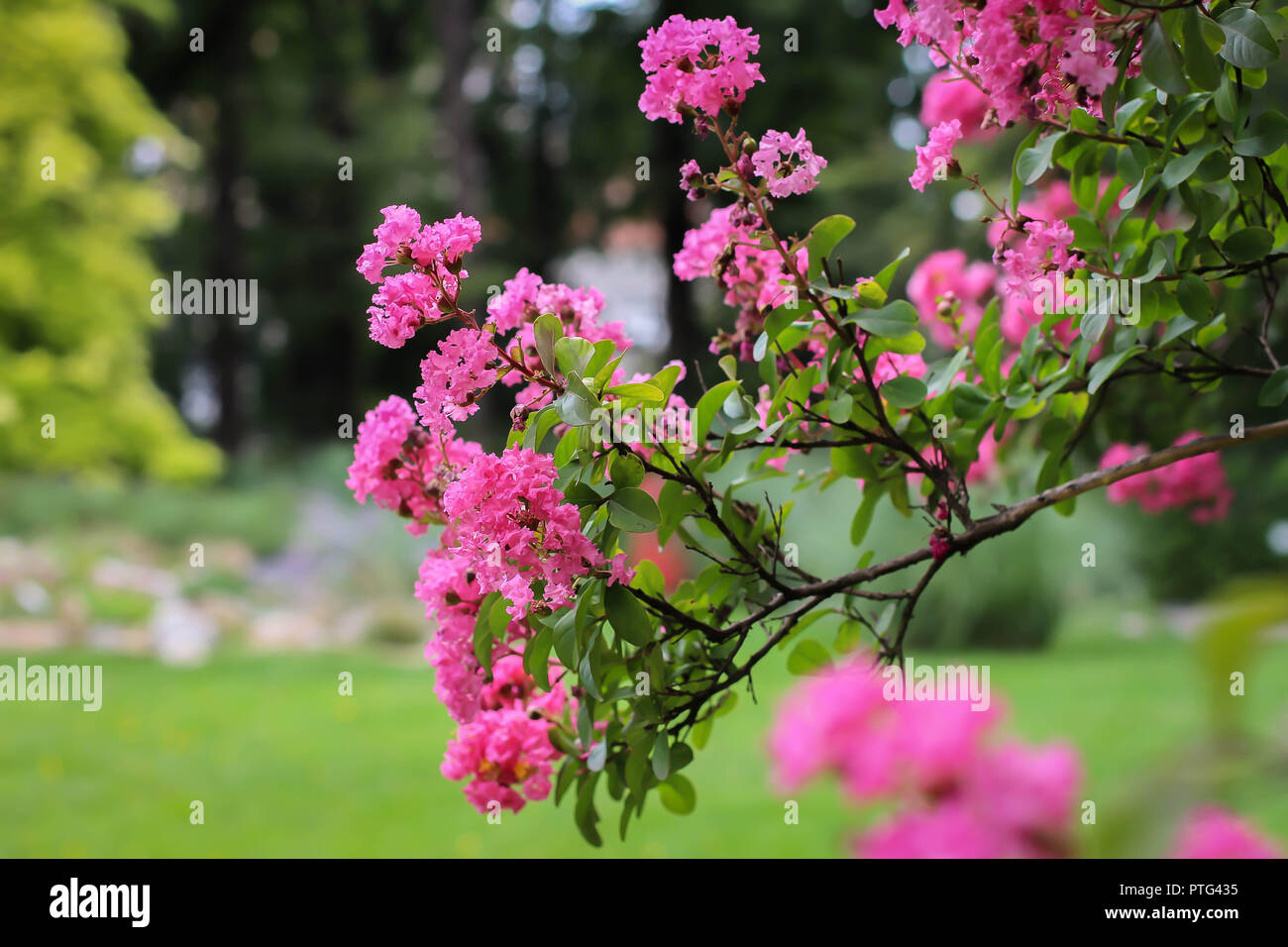 Pink flowers of Lagerstroemia indica / crape myrtle Stock Photo
