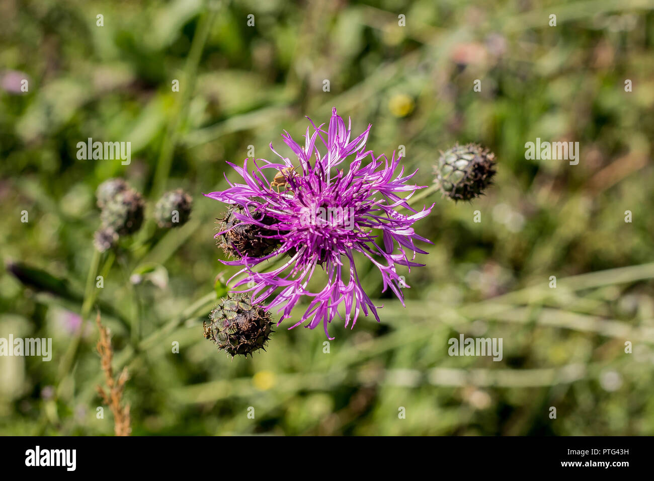 Pink flower of Centaurea phrygia / wig knapweed on the Tara mountai in Serbia Stock Photo