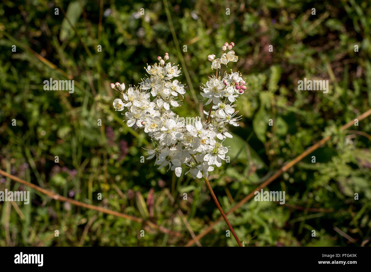 White flowers of wild species dropwort - latin name Filipendula hexapetala on the meadow on the Tara mountain in Serbia Stock Photo