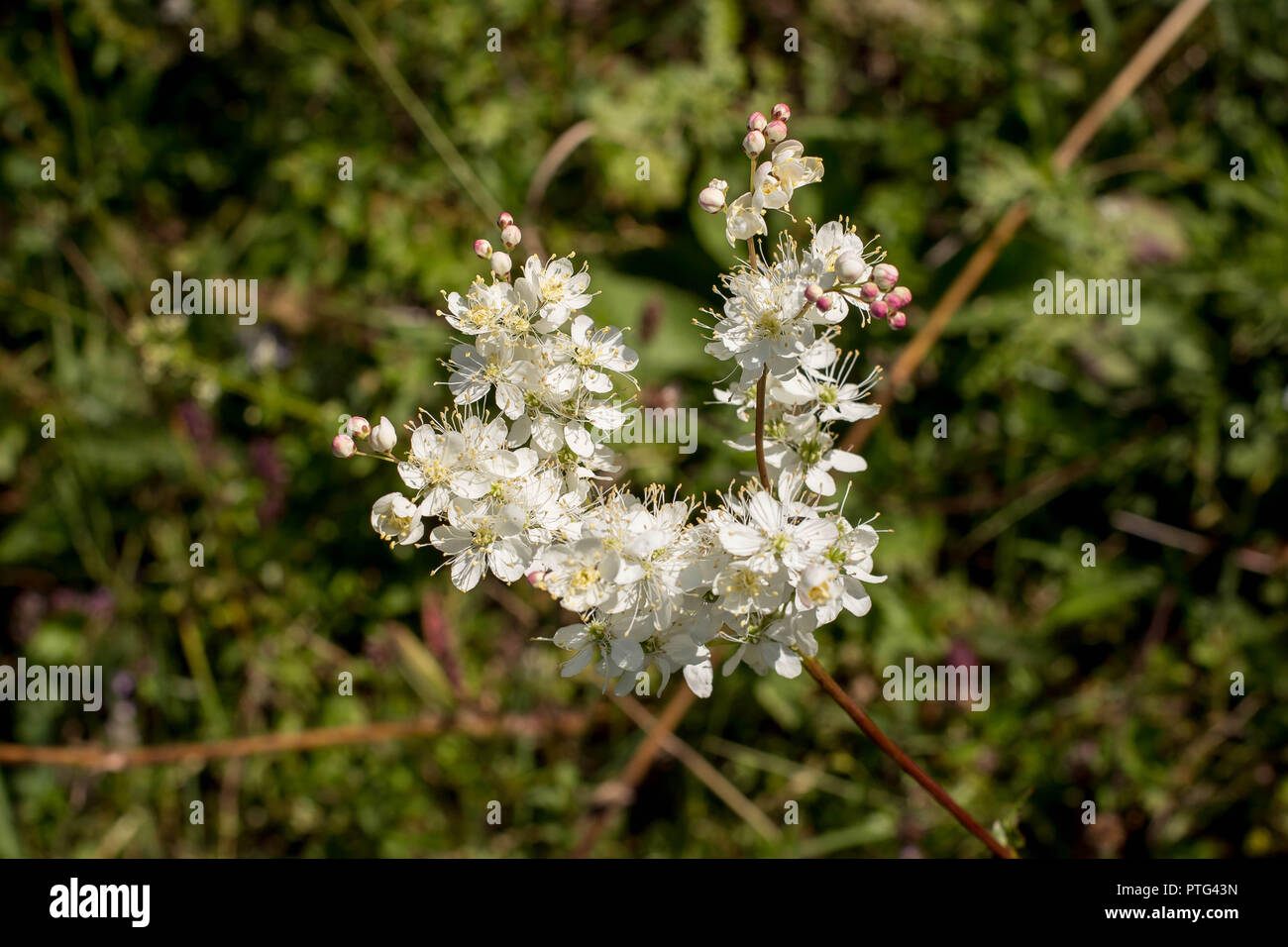 White flowers of wild species dropwort - latin name Filipendula hexapetala on the meadow on the Tara mountain in Serbia Stock Photo