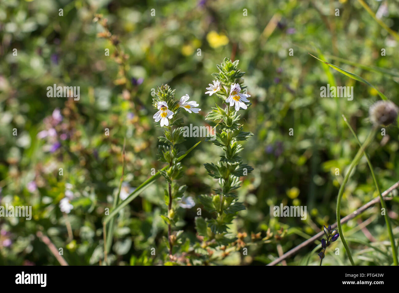 Euphrasia plant in the grass on the mountain Tara in Serbia Stock Photo