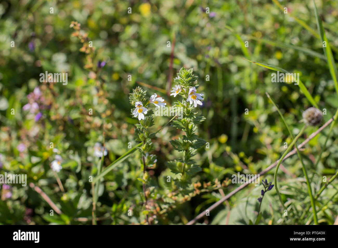 Euphrasia plant in the grass on the mountain Tara in Serbia Stock Photo