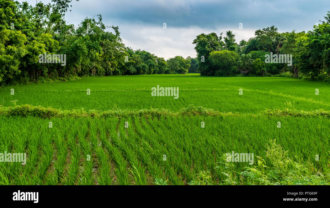 Paddy rice field with water. Stock Photo