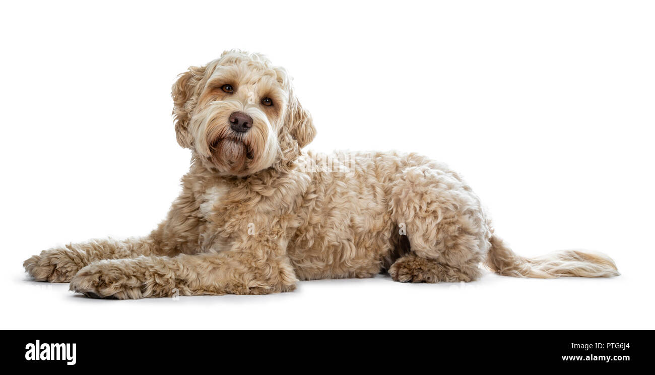 Why Does My Dog Lay Down When Another Dog Approaches