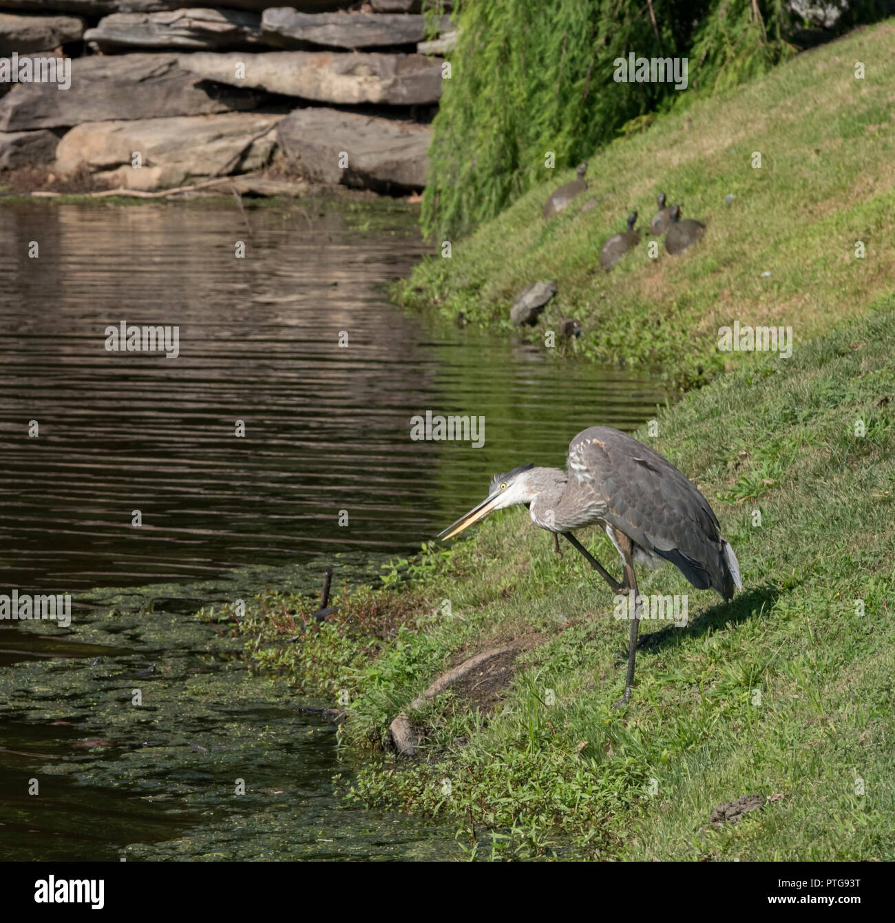 Loons And Turtles And Cranes Oh My >> Pond Turtles Stock Photos Pond Turtles Stock Images Alamy Loons And Turtles And Cranes Oh My >> Pond Turtles Stock Photos Pond Turtles Stock Images Alamy