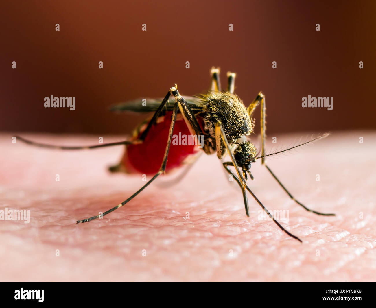 Комар. Желто черный комар. Комар долгоножка черно желтый. Желто черный комар. Насекомое полосатое желто черное.