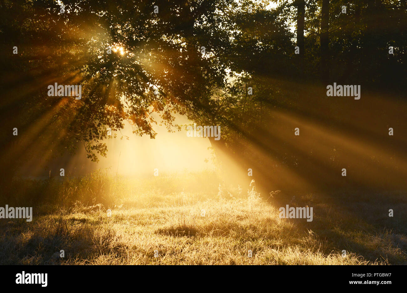 Tunel natural hi-res stock photography and images - Alamy